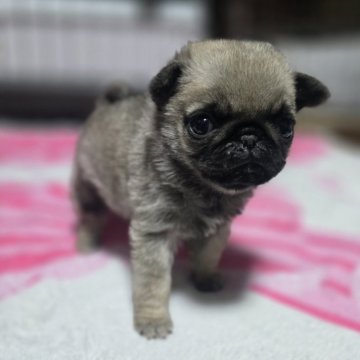 パグ【岡山県・女の子・2024年10月30日・フォーン】の写真「可愛くなりました」