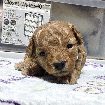 トイプードル(トイ)【岡山県・男の子・2025年10月14日・アプリコット】の写真「目があきました」