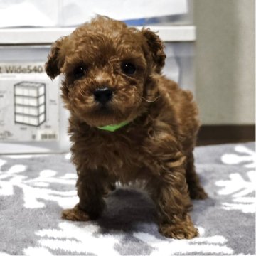 トイプードル(トイ)【岡山県・男の子・2025年11月20日・アプリコット】の写真「しっかりしてきました」