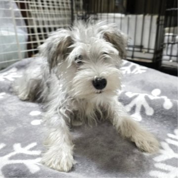 ミニチュアシュナウザー【岡山県・女の子・2025年5月26日・ソルト&ペッパー】の写真「キレイなシルバーグレイカラーになりそうです」