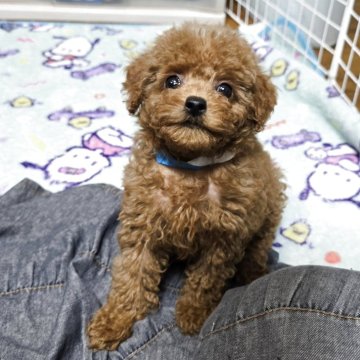 トイプードル(トイ)【岡山県・男の子・2025年8月6日・アプリコット】の写真「見学後一緒に帰れます」