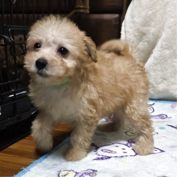 トイプードル(トイ)【岡山県・男の子・2025年10月7日・クリーム】の写真「可愛いです」