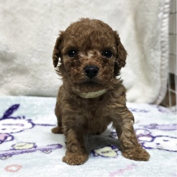 トイプードル(トイ)【岡山県・男の子・2025年11月13日・アプリコット】の写真「可愛くなってきました」