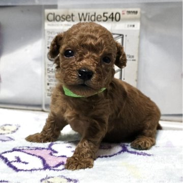 トイプードル(トイ)【岡山県・男の子・2025年11月20日・アプリコット】の写真「うろちょろ動き始めました」