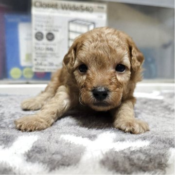 トイプードル(トイ)【岡山県・男の子・2025年10月7日・アプリコット】の写真「可愛くなってきました」