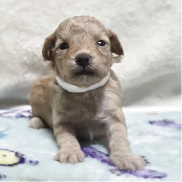 トイプードル(トイ)【岡山県・男の子・2025年10月7日・クリーム】の写真「目があきました」