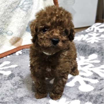 トイプードル(トイ)【岡山県・男の子・2025年8月18日・アプリコット】の写真「小さめサイズですが元気に走ってます」