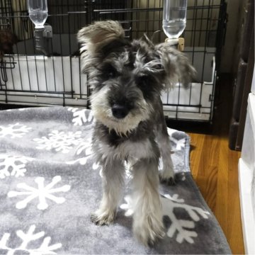 ミニチュアシュナウザー【岡山県・女の子・2025年5月24日・ソルト&ペッパー】の写真「見学後一緒に帰れます」