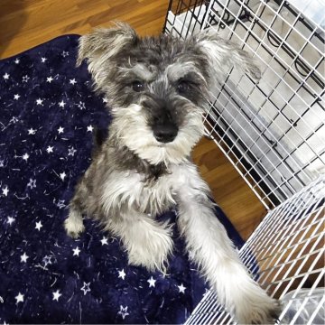 ミニチュアシュナウザー【岡山県・女の子・2025年5月24日・ソルト&ペッパー】の写真「見学後一緒に帰れます」