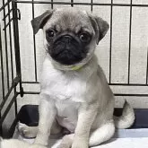 パグ