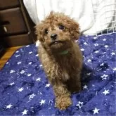 トイプードル(トイ)