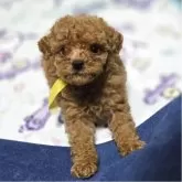 トイプードル(トイ)