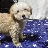 トイプードル(トイ)