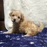 トイプードル(トイ)