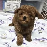 トイプードル(トイ)