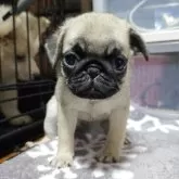 パグ
