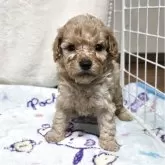 トイプードル(トイ)