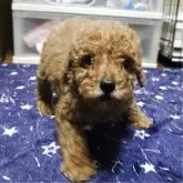 トイプードル(トイ)