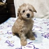 トイプードル(トイ)