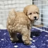 トイプードル(トイ)