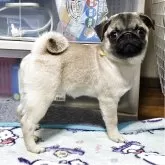 パグ