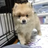 ポメラニアン