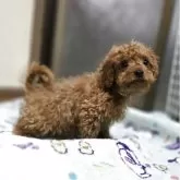 トイプードル(トイ)