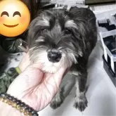 ミニチュアシュナウザー【岡山県・女の子・2025年5月26日・ソルト&ペッパー】の写真1