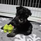 ミニチュアシュナウザー【岡山県・女の子・2024年12月18日・ソルト&ペッパー】の写真1