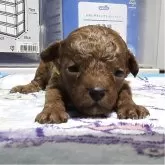 トイプードル(トイ)【岡山県・男の子・2025年8月18日・アプリコット】の写真14