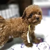 トイプードル(トイ)【岡山県・男の子・2025年8月18日・アプリコット】の写真4