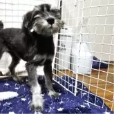 ミニチュアシュナウザー【岡山県・女の子・2025年5月26日・ソルト&ペッパー】の写真3