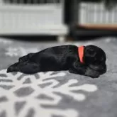 ミニチュアシュナウザー【岡山県・女の子・2024年12月18日・ソルト&ペッパー】の写真12