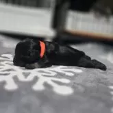 ミニチュアシュナウザー【岡山県・女の子・2024年12月18日・ソルト&ペッパー】の写真13