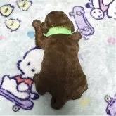 トイプードル(トイ)【岡山県・男の子・2025年8月18日・アプリコット】の写真15