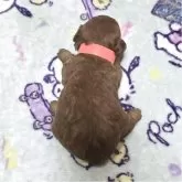 トイプードル(トイ)【岡山県・女の子・2025年10月7日・アプリコット】の写真5