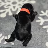 ミニチュアシュナウザー【岡山県・女の子・2024年12月18日・ソルト&ペッパー】の写真14