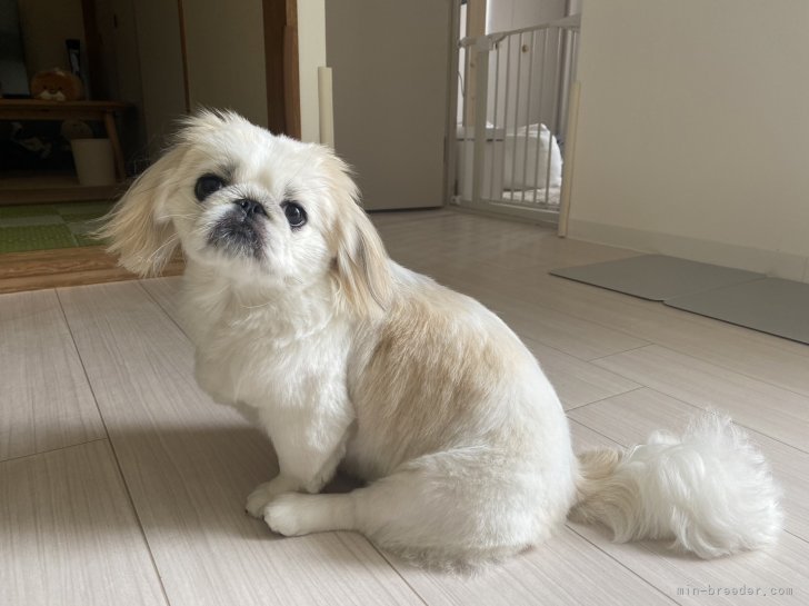 ペキニーズ【・女の子・2022年7月23日・パーティ】