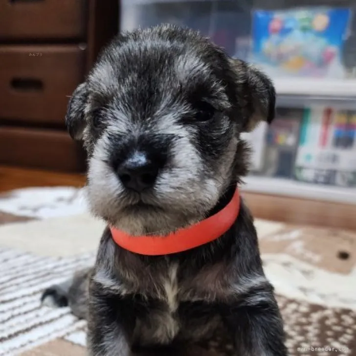 ID：2309-00540の子犬