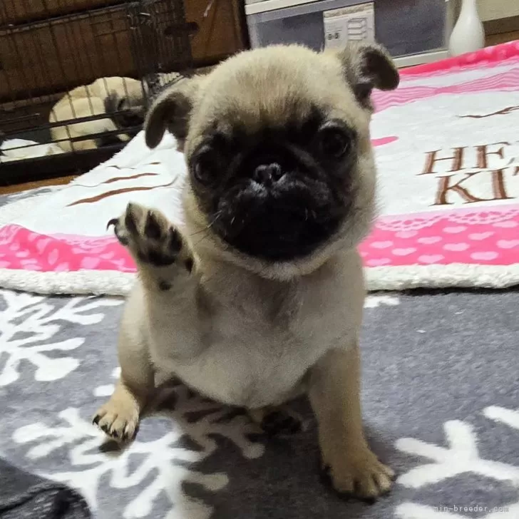 ID：2408-05508の子犬