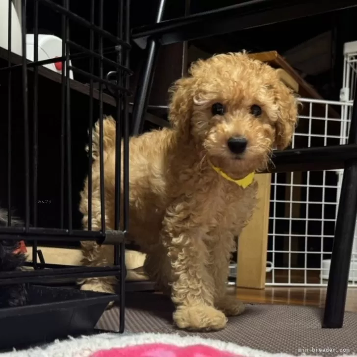 ID：2405-03755の子犬