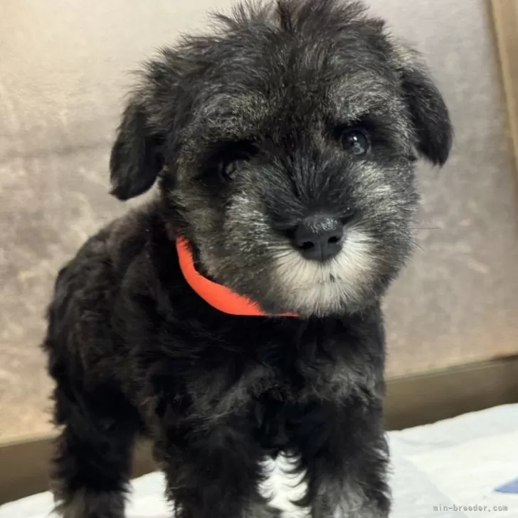 ID：2407-02009の子犬