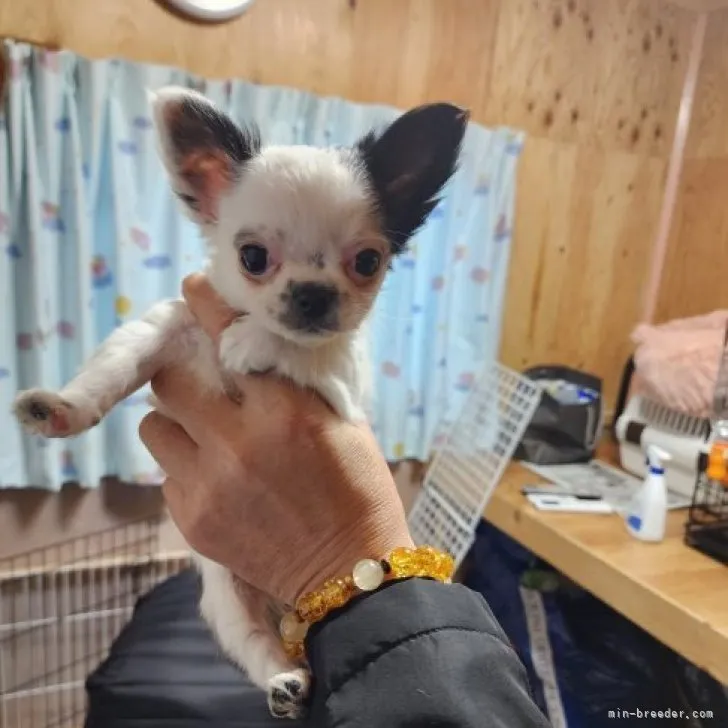 ID:2212-01360の子犬