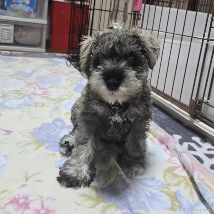 ID：2403-06314の子犬