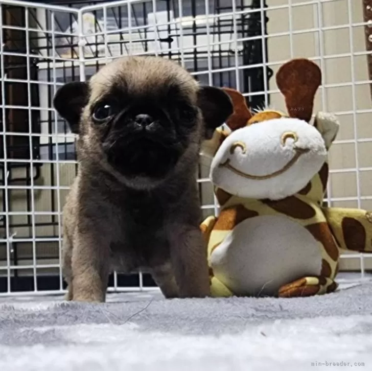 ID：2406-03984の子犬