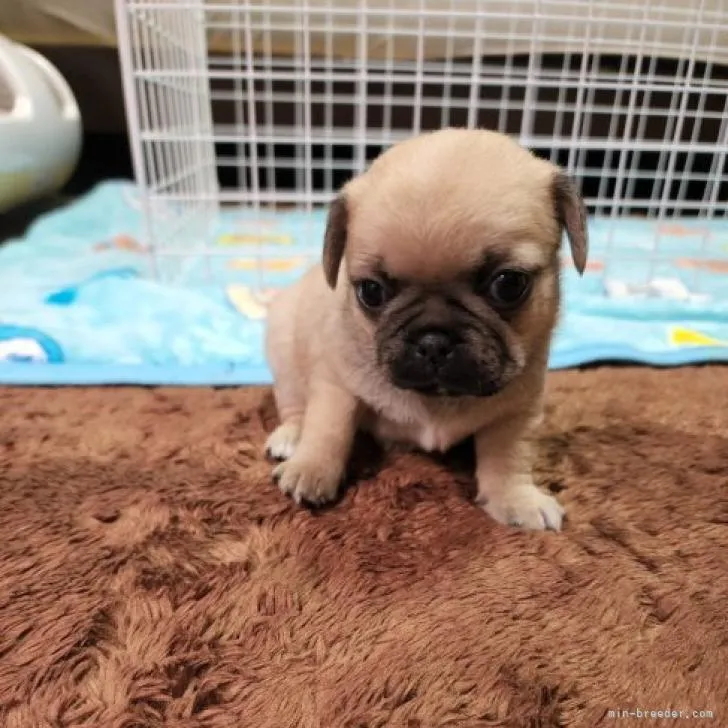 ID：2207-04397の子犬