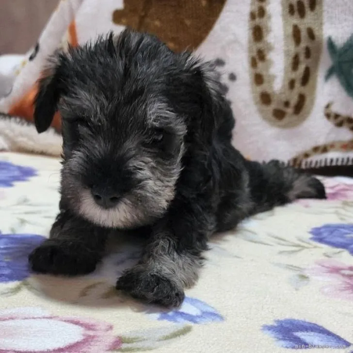 ID:2208-02003の子犬
