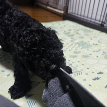 トイプードル(トイ)【岡山県・男の子・2024年4月28日・ブラック】の写真「見学後、連れて帰れます。」
