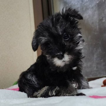 ミニチュアシュナウザー【岡山県・女の子・2024年6月16日・ソルト&ペッパー】の写真「見学後連れて帰れます」