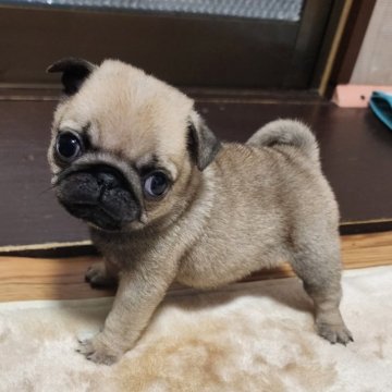 パグ【岡山県・女の子・2023年2月7日・フォーン】の写真「４兄妹の中で1番小さい子犬です」
